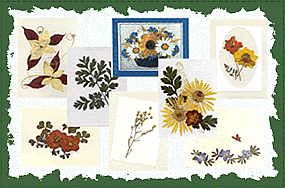 Pressed flower cards